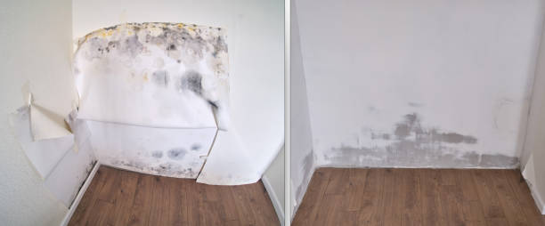 Reliable Rosedale, WA Mold Removal Solutions